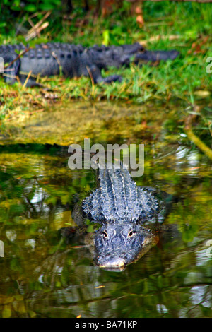 Alligators in Everglades National Park,Florida,USA Stock Photo