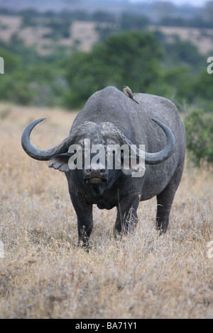 Steppe Kaffernbüffel Syncerus caffer vigilance series Africa Kenya wildlife wilderness Wildlife game-animal animal mammal Stock Photo