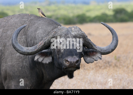 Steppe Kaffernbüffel Syncerus caffer detail series Africa Kenya wildlife wilderness Wildlife game-animal animal mammal Stock Photo