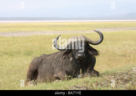 Steppe Kaffernbüffel Syncerus caffer lies vigilance series Africa Kenya wildlife wilderness Wildlife game-animal animal mammal Stock Photo
