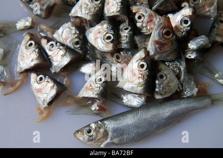 Fish Heads Stock Photo