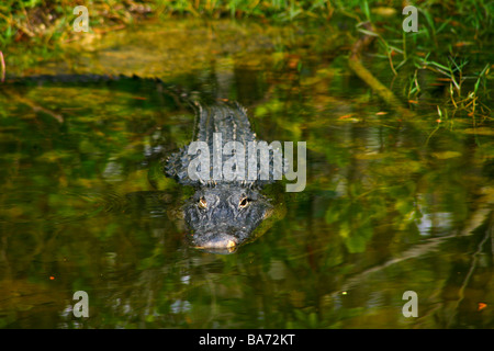 Wildlife and Alligators in Everglades National Park,Florida,USA Stock Photo