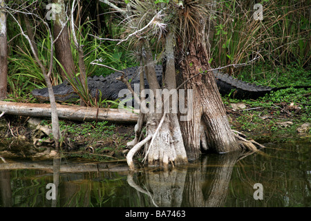 Wild Alligators in Everglades National Park,Florida,USA Stock Photo