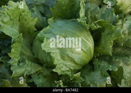 Iceberg Lettuce, organic. Stock Photo