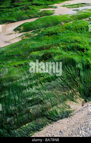 Green sea moss covering rocks on Hemmick Beach at low tide, Cornwall Stock Photo