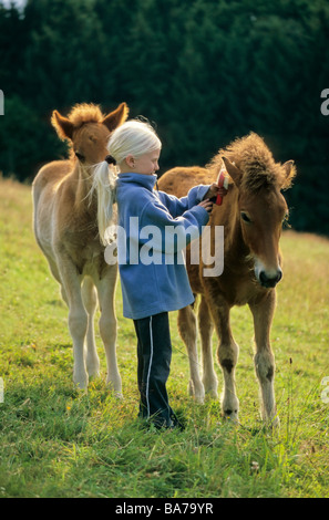 Girl brushing Icelandic horse foal Stock Photo