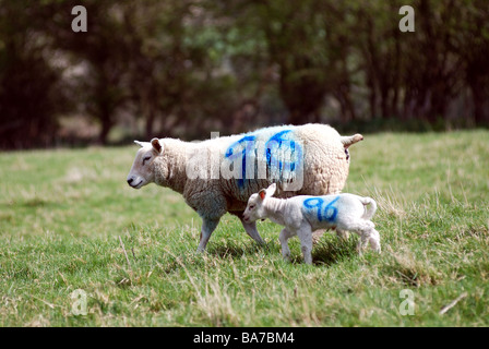 Ewe and lamb with same number on UK Stock Photo