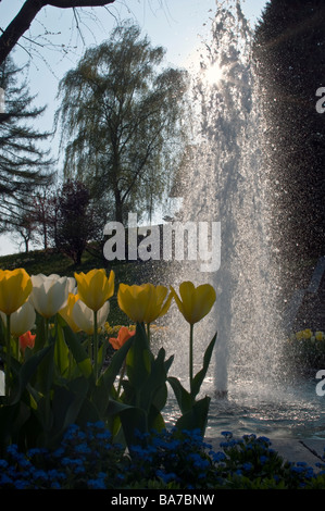 Tulips and a water fountain against the sunlight on a perfect spring day in Nyon, Switzerland Stock Photo