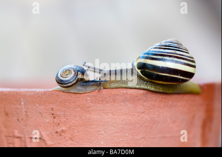 White lipped banded snail and young on a plant pot. UK Stock Photo