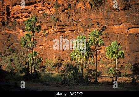 Livistona palms in Palm Valley in Finke Gorge National Park, Central Australian Cabbage Palm, Livistona mariae, Central Australi Stock Photo