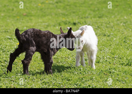 two young goats - playing Stock Photo