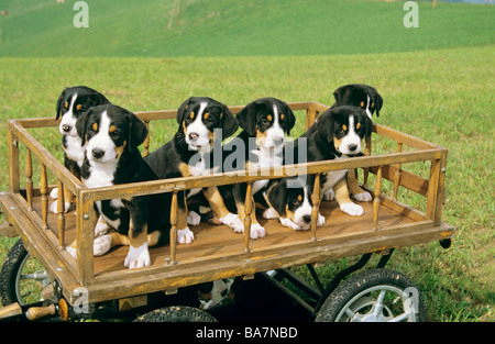 Greater Swiss Mountain dog - puppies in hay cart Stock Photo