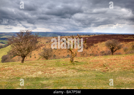 Trees and a stormy sky on Winsford Hill Exmoor National Park Stock Photo