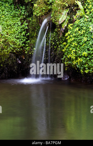 Spring running into a pool on the Lee Abbey estate near Lynton, North Devon Stock Photo