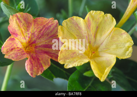 Mirabilis jalapa 'Yellow and Red Marbles' (Four o'clock flower, Marvel of Peru) Stock Photo