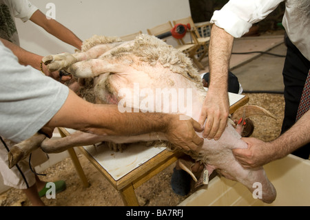 Kosher Slaughter of a Male Sheep 8 Stock Photo