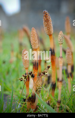 Young Mares tail plants sometimes called Horsetail shoots growing in East Sussex. UK. Picture by Jim Holden. Stock Photo