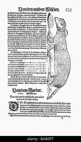 zoology / animals, textbooks, 'Historia animalium', by Conrad Gessner, Zurich, Switzerland, 1551 - 1558, weasel (Mustela), woodcut,