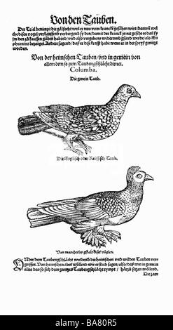 zoology / animals, textbooks, 'Historia animalium', by Conrad Gessner, Zurich, Switzerland, 1551 - 1558, pigeons (Columba), woodcut,