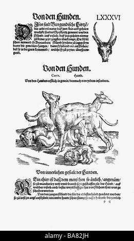 zoology / animals, textbooks, 'Historia animalium', by Conrad Gessner, Zurich, Switzerland, 1551 - 1558, above: brocket deer, head, below: dogs, woodcut, Stock Photo