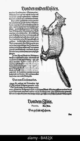 zoology / animals, textbooks, 'Historia animalium', by Conrad Gessner, Zurich, Switzerland, 1551 - 1558, marten (Martes), woodcut, Stock Photo