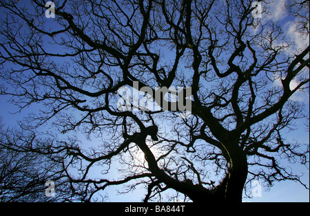 Tree branches and sky Stock Photo - Alamy