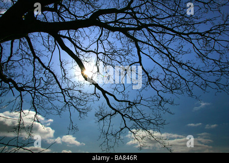 Silhouetted tree against sky. Stock Photo