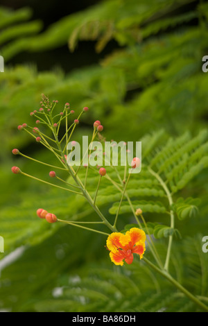 National Flower of Barbados, Yellow and Red Poinciana or 'Caesalpinia pulcherrima' flowers in Barbados, 'West Indies' Stock Photo