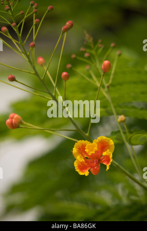 National Flower of Barbados, Yellow and Red Poinciana or 'Caesalpinia pulcherrima' flowers in Barbados, 'West Indies' Stock Photo