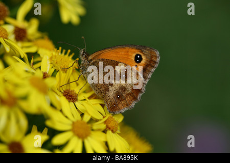 Gatekeeper Butterfly or Hedge Brown Butterfly Pyronia tithonus showing a detailed macro shot of the hind wing profile Stock Photo