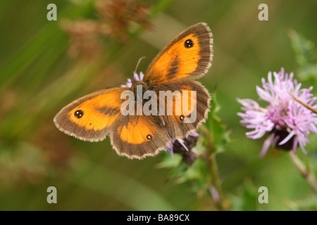 Gatekeeper Butterfly or Hedge Brown Butterfly Pyronia tithonus showing a detailed macro shot of the upper wing profile Stock Photo