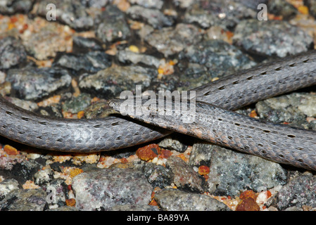 Burton's Snake-lizard (Lialis burtonis) on gravel road in Kalbarri National Park, Western Australia. Stock Photo
