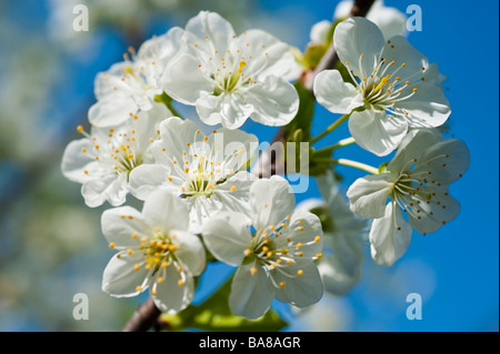Blooming sour morello cherry Prunus cerasus with white blossoms on a branch against blue sky | Blühende Sauerkirsche Himmel Stock Photo