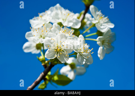 Blooming sour morello cherry Prunus cerasus with white blossoms on a branch against blue sky | Blühende Sauerkirsche Himmel