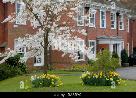 The Pilgrims' School with cherry tree in blossom and daffodils, The Close, Winchester, Hampshire, England Stock Photo