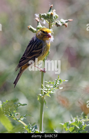 Canary (serinus canaria) perched on a thistle stem in Madeira enjoying the spring sunshine Stock Photo