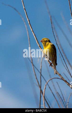 Canary (serinus canaria) perched on a branch in Madeira enjoying the spring sunshine Stock Photo