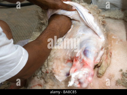 Kosher Slaughter of a Male Sheep 21 Stock Photo
