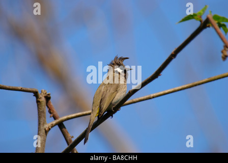 Himalayan Bulbul Pycnonotus leucogenys sitting on a branch in Uttaranchal India Stock Photo