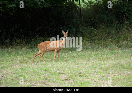 Female Roe deer Capreolus capreolus standing in field. UK Summer Stock Photo