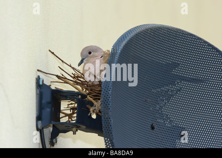 Collared Dove (Streptopelia decaocto) on nest behind TV satellite dish, Cambridgeshire, England Stock Photo