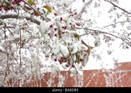 A closeup photo of Crabapple blossoms covered in snow Stock Photo