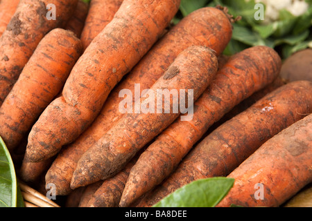 UK England Cheshire Alderley Edge organic locally grown organic carrots covered in soil for sale Stock Photo