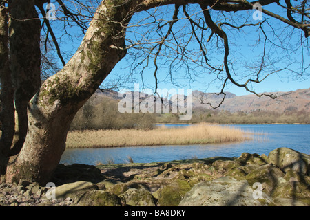 View across Elter Water towards the Langdale Pikes, Great Langdale, Cumbria, UK.  Taken in April Stock Photo