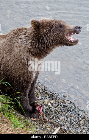 Grizzly Bear cub eating salmon, Showing teeth, Ursus arctos horriblis, Brooks River, Katmai National Park, Alaska, USA Stock Photo