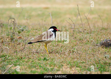 Red-wattled Lapwing Vanellus indicus standing in short grass in Uttaranchal India Stock Photo