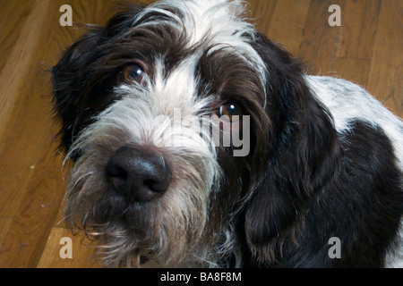 German Wirehaired Pointer dog Stock Photo