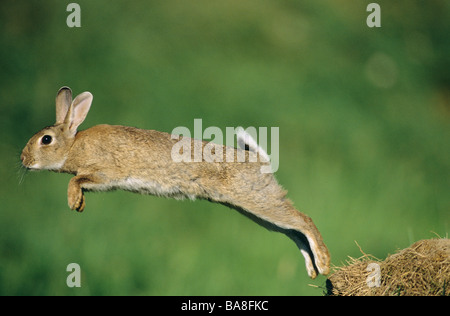European Rabbit (Oryctolagus cuniculus). Adult leaping Stock Photo