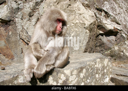 Snow monkey Japan Stock Photo