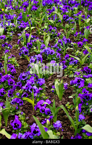 Blue pansies and tulips on display in East Grinstead Stock Photo